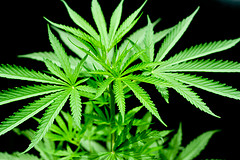 Utah Juvenile Marijuana Possession